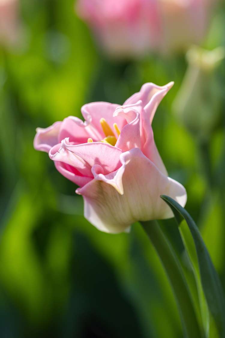 Tulpe 'Crown of Dynasty'